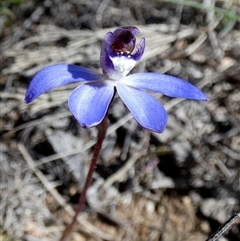 Caladenia caerulea (Blue Fingers, Blue Fairies) at Borough, NSW - 1 Sep 2025 by Paul4K