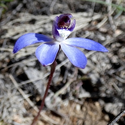 Caladenia caerulea (Blue Fingers, Blue Fairies) at Borough, NSW - 1 Sep 2025 by Paul4K