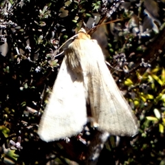 Heliothinae (subfamily) (Budworm) at Borough, NSW - 1 Sep 2025 by Paul4K
