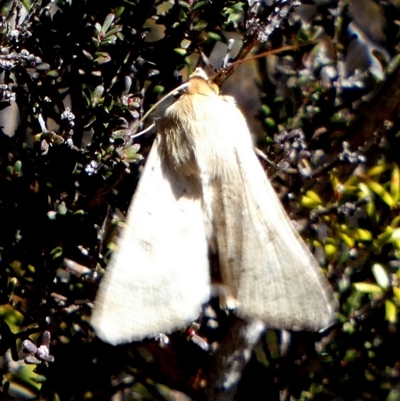 Heliothinae (subfamily) (Budworm) at Borough, NSW - 1 Sep 2025 by Paul4K