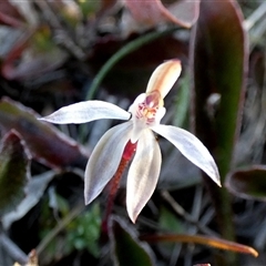 Caladenia fuscata (Dusky Fingers) at Borough, NSW - 1 Sep 2025 by Paul4K
