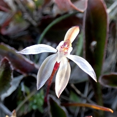 Caladenia fuscata (Dusky Fingers) at Borough, NSW - 1 Sep 2025 by Paul4K