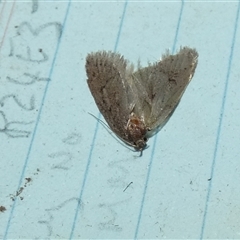 Oecophoridae (family) (Unidentified Oecophorid concealer moth) at Borough, NSW - 2 Sep 2025 by Paul4K