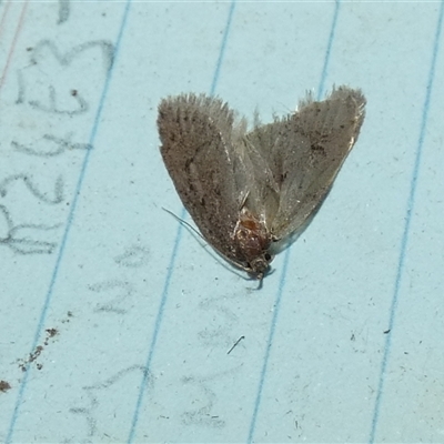 Oecophoridae (family) (Unidentified Oecophorid concealer moth) at Borough, NSW - 2 Sep 2025 by Paul4K