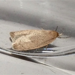 Chezala privatella at Borough, NSW - suppressed