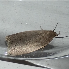 Chezala privatella at Borough, NSW - suppressed