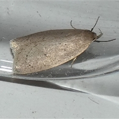 Chezala privatella at Borough, NSW - suppressed