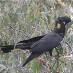 Zanda funerea (Yellow-tailed Black-Cockatoo) at Borough, NSW - 2 Sep 2025 by Paul4K