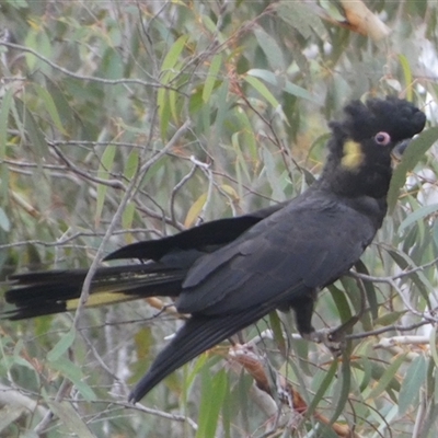 Zanda funerea (Yellow-tailed Black-Cockatoo) at Borough, NSW - 2 Sep 2025 by Paul4K