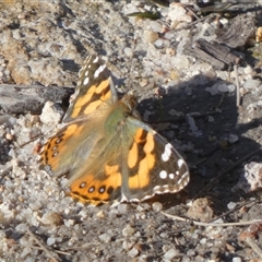 Vanessa kershawi (Australian Painted Lady) at Borough, NSW - 2 Sep 2025 by Paul4K