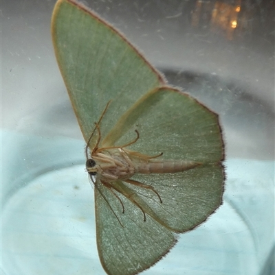 Prasinocyma semicrocea (Common Gum Emerald moth) at Borough, NSW - 3 Sep 2025 by Paul4K