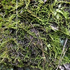 Unverified Moss, Liverwort or Hornwort by Paul4K