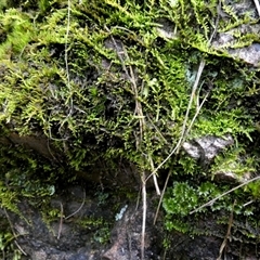 Unverified Lichen by Paul4K
