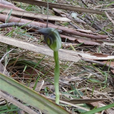 Pterostylis pedunculata (Maroonhood) at Borough, NSW - 3 Sep 2025 by Paul4K