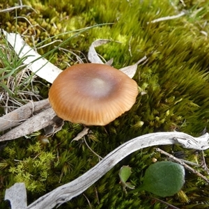Unverified Cap on a stem; gills below cap [mushrooms or mushroom-like] by Paul4K