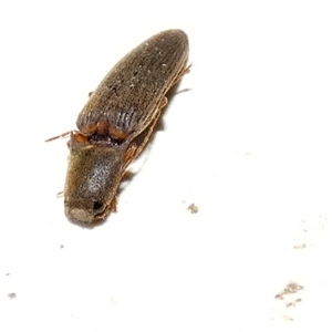Monocrepidius (genus) (Click beetle) at Borough, NSW - 4 Sep 2025 by Paul4K