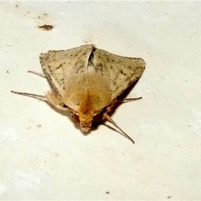 Helicoverpa (genus) (A bollworm) at Borough, NSW - 4 Sep 2025 by Paul4K