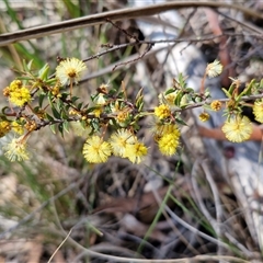 Acacia gunnii (Ploughshare Wattle) at Kingsdale, NSW - 5 Sep 2025 by trevorpreston