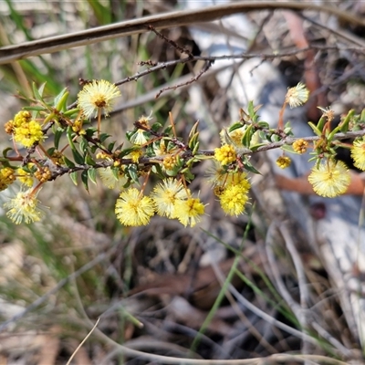 Acacia gunnii (Ploughshare Wattle) at Kingsdale, NSW - 5 Sep 2025 by trevorpreston