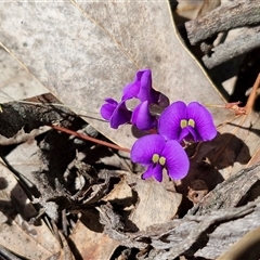 Hardenbergia violacea (False Sarsaparilla) at Kingsdale, NSW - 5 Sep 2025 by trevorpreston