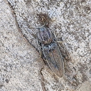 Unverified Click beetle (Elateridae) at Kingsdale, NSW - 5 Sep 2025 by trevorpreston