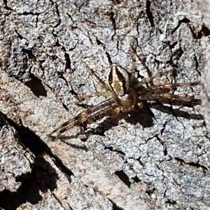 Australomisidia cruentata (Blood-stained Flower Spider) at Kingsdale, NSW - 5 Sep 2025 by trevorpreston