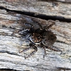Unverified Jumping or peacock spider (Salticidae) at Kingsdale, NSW - 5 Sep 2025 by trevorpreston
