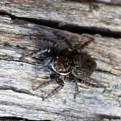 Unverified Jumping or peacock spider (Salticidae) at Kingsdale, NSW - 5 Sep 2025 by trevorpreston
