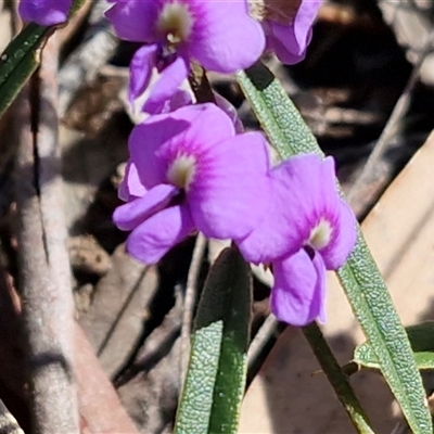 Hovea heterophylla (Common Hovea) at Kingsdale, NSW - 5 Sep 2025 by trevorpreston