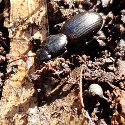 Unverified Carab beetle (Carabidae) at Kingsdale, NSW - 5 Sep 2025 by trevorpreston