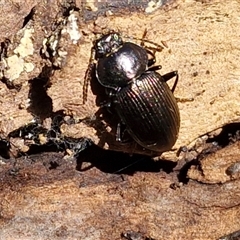 Adelium brevicorne at Kingsdale, NSW - 5 Sep 2025 by trevorpreston