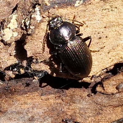 Adelium brevicorne at Kingsdale, NSW - 5 Sep 2025 by trevorpreston