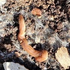 Fletchamia quinquelineata (Five-striped flatworm) at Kingsdale, NSW - 5 Sep 2025 by trevorpreston