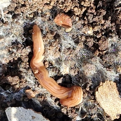Fletchamia quinquelineata (Five-striped flatworm) at Kingsdale, NSW - 5 Sep 2025 by trevorpreston