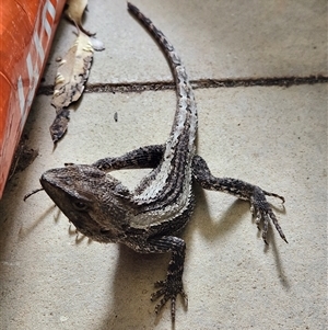Amphibolurus muricatus (Jacky Lizard) at Sawyers Gully, NSW - 5 Sep 2025 by LeeMears
