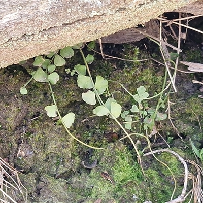 Asplenium flabellifolium (Necklace Fern) at Kingsdale, NSW - 5 Sep 2025 by trevorpreston
