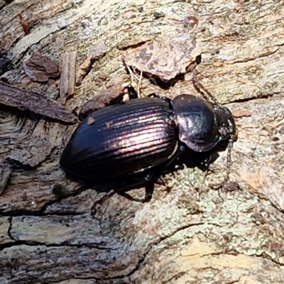 Adelium brevicorne at Kingsdale, NSW - 5 Sep 2025 by trevorpreston