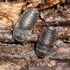 Molytria sp. (genus) (A cockroach) at Kingsdale, NSW - 5 Sep 2025 by trevorpreston
