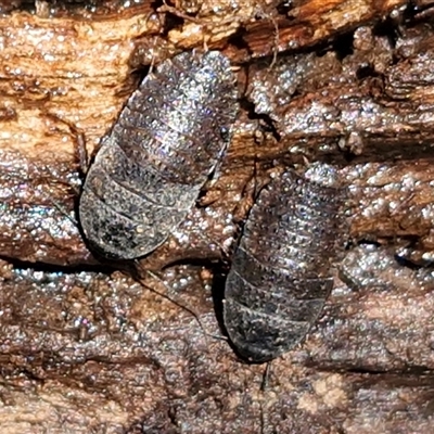 Molytria sp. (genus) (A cockroach) at Kingsdale, NSW - 5 Sep 2025 by trevorpreston