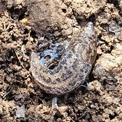 Limax maximus (Leopard Slug, Great Grey Slug) at Kingsdale, NSW - 5 Sep 2025 by trevorpreston