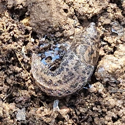 Limax maximus (Leopard Slug, Great Grey Slug) at Kingsdale, NSW - 5 Sep 2025 by trevorpreston