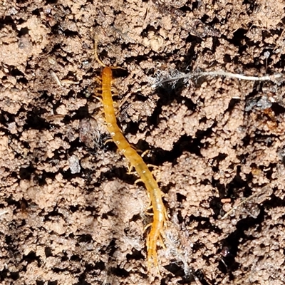 Cormocephalus aurantiipes at Kingsdale, NSW - 5 Sep 2025 by trevorpreston