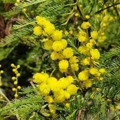Acacia decurrens (Green Wattle) at Kingsdale, NSW - 5 Sep 2025 by trevorpreston