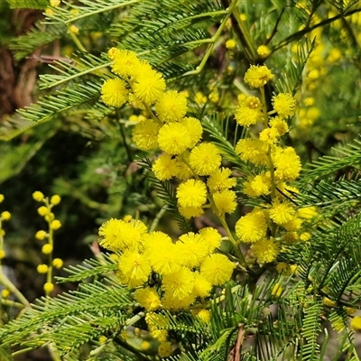 Acacia decurrens (Green Wattle) at Kingsdale, NSW - 5 Sep 2025 by trevorpreston