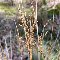 Juncus remotiflorus (Diffuse Rush) at Kingsdale, NSW - 5 Sep 2025 by trevorpreston