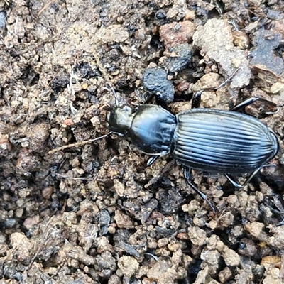 Unverified Darkling beetle (Tenebrionidae) at Kingsdale, NSW - 5 Sep 2025 by trevorpreston