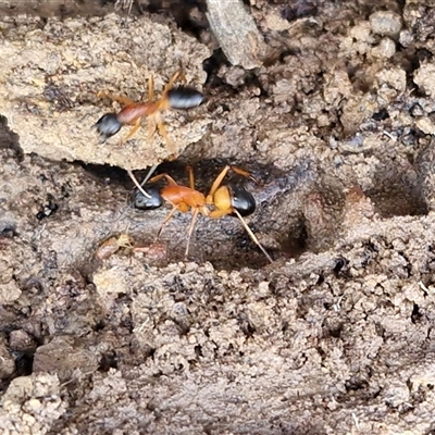 Camponotus consobrinus (Banded sugar ant) at Kingsdale, NSW - 5 Sep 2025 by trevorpreston