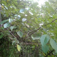 Pipturus argenteus (false stinger, native mulberry, white nettle) at Mowbray, QLD - 19 Feb 2012 by JasonPStewart