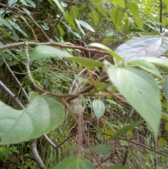 Pipturus argenteus at Mowbray, QLD - 19 Feb 2012 11:45 AM