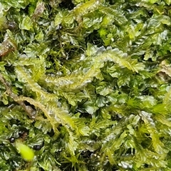 Unverified Moss, Liverwort or Hornwort at Kingsdale, NSW - 5 Sep 2025 by trevorpreston